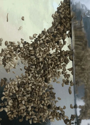 🔥Sweet Giant Blackberry Seeds