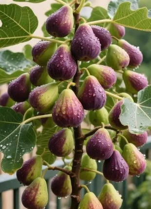 🏆65K+ SOLD!🌿Brown Turkey Fig Seeds-America's Favorite Fig for Patio &amp; Container Gardening! Easy to Grow, Sweet Harvest.