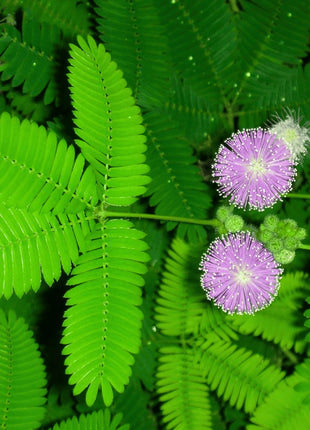 Sensitive Plant Mimosa – 50 Seeds – Responds When Touched