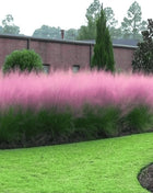 Pink Muhly Grass - 30 Seeds