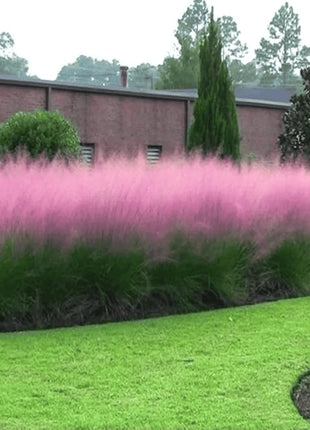 Pink Muhly Grass - 30 Seeds
