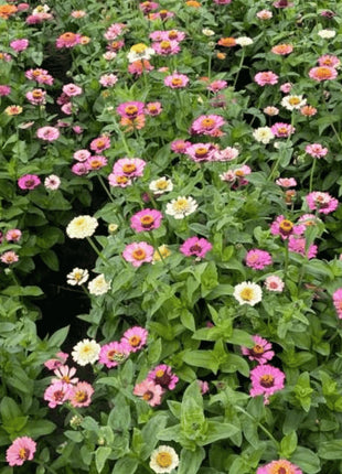 Cresto! Peaches & Cream Zinnia – 50 Seeds