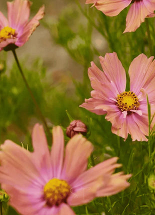 Apricotta Cosmos - 25 Seeds