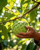 Sugar Apple Home Growing Kit