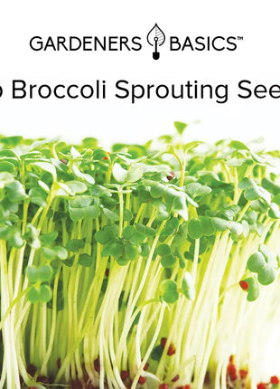 Waltham 29 Broccoli Sprouting Seeds - 1 Pound