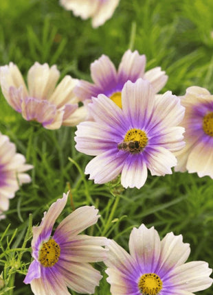Apricot Lemonade Cosmos - 25 Seeds