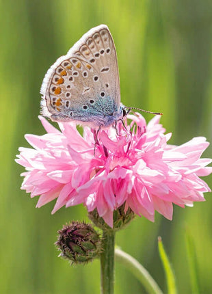 Premium Mixed Cornflower Seeds (Bachelor's Button) - Non-GMO