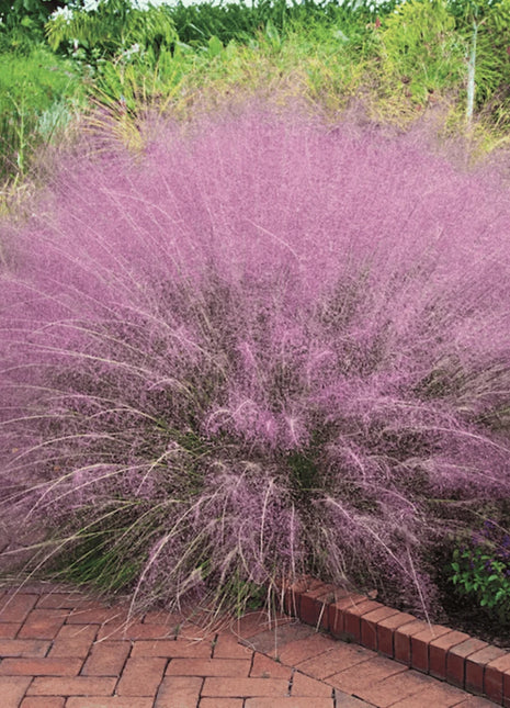 Pink Muhly Grass - 30 Seeds