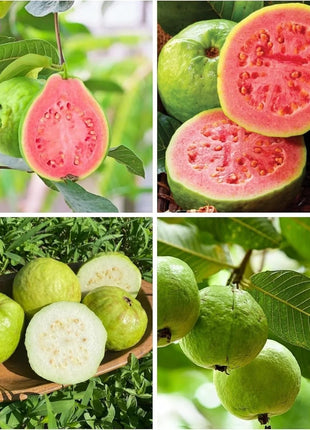 🍈Tropical Guava Growing Kit for Pots & Gardens