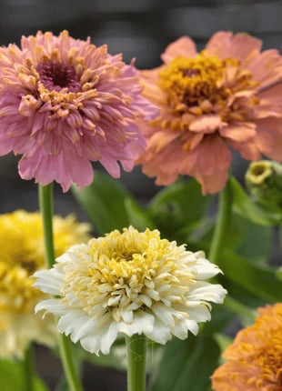 Cresto! Peaches & Cream Zinnia – 50 Seeds