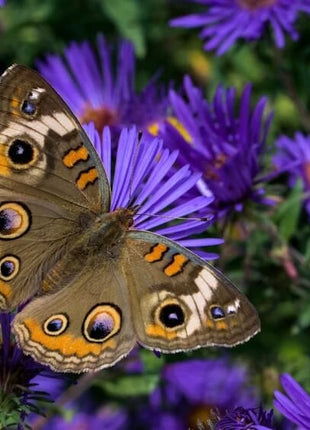 New England Aster Seeds