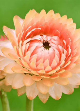 Apricot Peach Strawflower – 25 Seeds