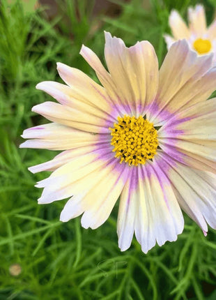 Apricot Lemonade Cosmos - 25 Seeds