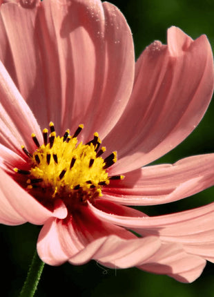 Apricotta Cosmos - 25 Seeds