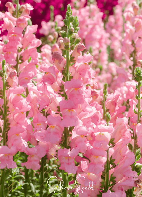 Rose Snapdragon – 200 Seeds