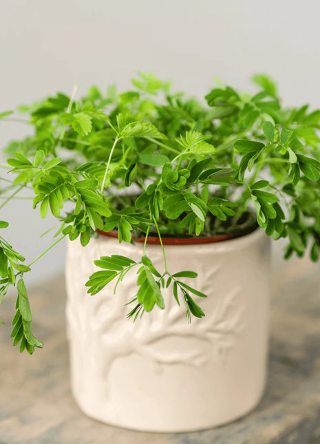Sensitive Plant Mimosa – 50 Seeds – Responds When Touched