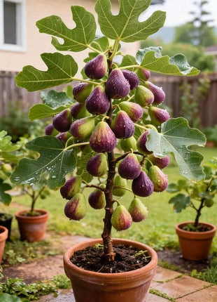 🏆65K+ SOLD!🌿Brown Turkey Fig Seeds-America's Favorite Fig for Patio &amp; Container Gardening! Easy to Grow, Sweet Harvest.