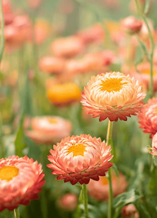 Apricot Peach Strawflower – 25 Seeds