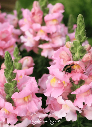 Rose Snapdragon – 200 Seeds