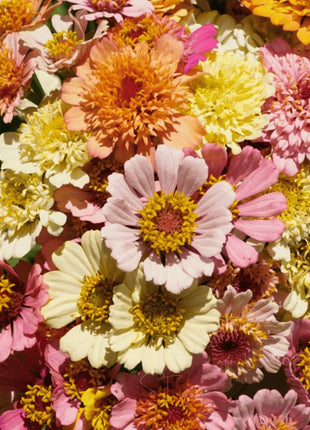 Cresto! Peaches & Cream Zinnia – 50 Seeds