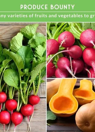 15 Variety Vegetable Garden Seed Collection – Non-GMO Heirloom Survival Seed Vault for Year-Round Growing