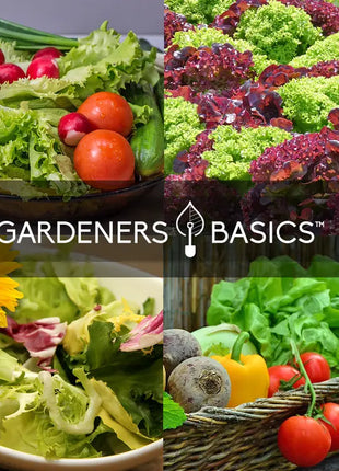 Salad Greens Lettuce Seed Assortment | 10 Variety Pack