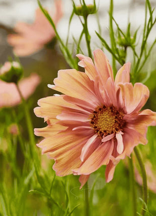 Apricotta Cosmos - 25 Seeds