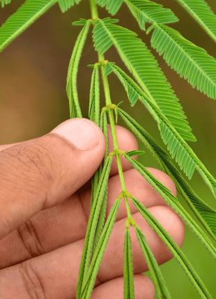 Sensitive Plant Mimosa – 50 Seeds – Responds When Touched