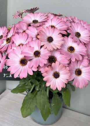 Africa Daisy Seeds-Drought-Proof Color Explosion