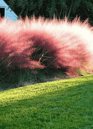 Pink Muhly Grass - 30 Seeds