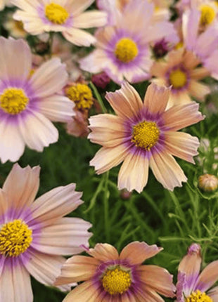 Apricot Lemonade Cosmos - 25 Seeds