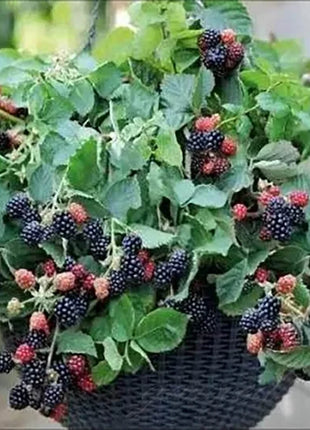 🔥Sweet Giant Blackberry Seeds