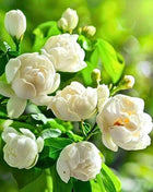 🏆 50K+ SOLD! 🌿❄️ FrostCharm Jasmine Seeds – Winter Planting, Perennial Blooms & Fragrant Garden Elegance 🌸