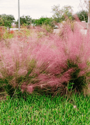 Pink Muhly Grass - 30 Seeds