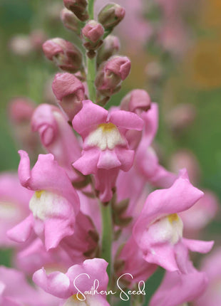Rose Snapdragon – 200 Seeds