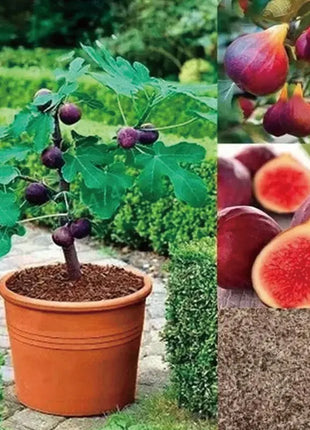 🏆65K+ SOLD!🌿Brown Turkey Fig Seeds-America's Favorite Fig for Patio &amp; Container Gardening! Easy to Grow, Sweet Harvest.