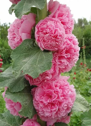 🏆 50K+ SOLD!🌺Double Hollyhock Seeds – Fall & Winter Planting, Perennial Blooms & Stunning Garden Elegance 🍂