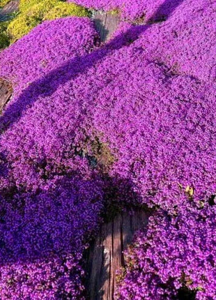Creeping Thyme Homegrown Seeds Easy to Plant and Grow Non-GMO Perennial Flower Premium Seeds