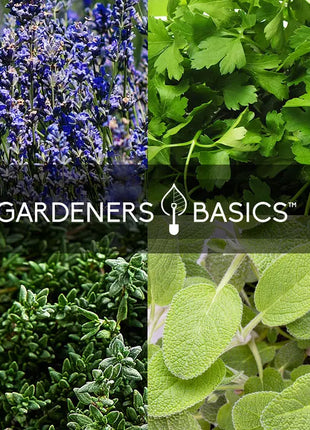 Popular Herb Seeds for Planting | 35 Variety Pack