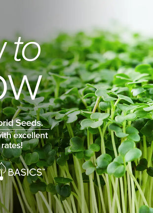 Waltham 29 Broccoli Sprouting Seeds - 1 Pound