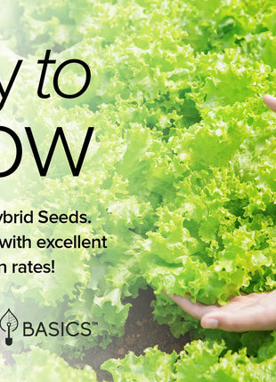 Leafy Green Salad Seeds | 8 Variety Pack