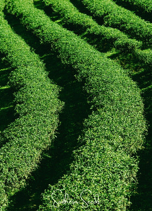 Tea Plant - 5 Seeds