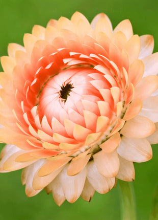 Apricot Peach Strawflower – 25 Seeds