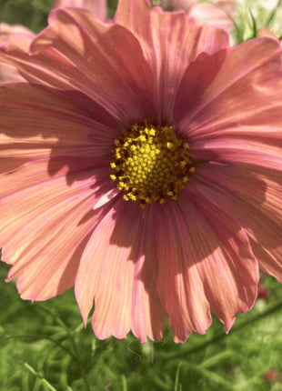 Apricotta Cosmos - 25 Seeds