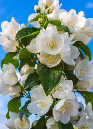 🏆 50K+ SOLD! 🌿❄️ FrostCharm Jasmine Seeds – Winter Planting, Perennial Blooms & Fragrant Garden Elegance 🌸