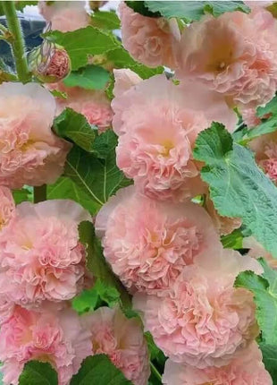 🏆 50K+ SOLD!🌺Double Hollyhock Seeds – Fall & Winter Planting, Perennial Blooms & Stunning Garden Elegance 🍂