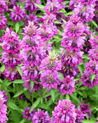Lemon Bee Balm (Lemon Mint) – 100 Seeds