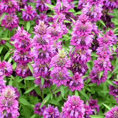 Collection image for: Mint