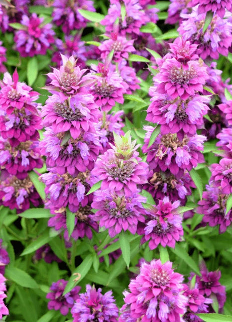 Lemon Bee Balm (Lemon Mint) – 100 Seeds