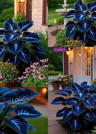 🔥🌌 Glow-in-the-Dark Garden Magic: Rare Dark Blue Flame Hostas Seeds